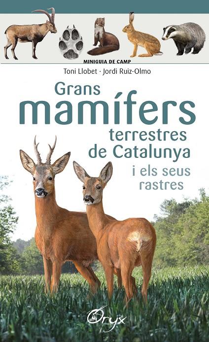 Grans mamífers terrestres de Catalunya i els seus rastres | 9788490347881 | Toni Llobet ; Jordi Ruiz-Olmo