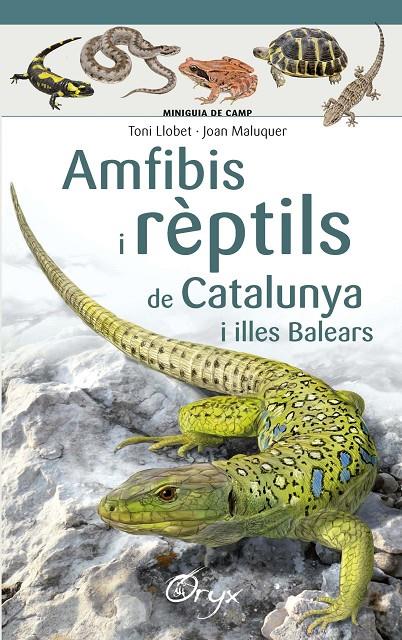 Amfibis i rèptils de Catalunya i illes Balears | 9788490346792 | Toni Llobet ; Joan Maluquer